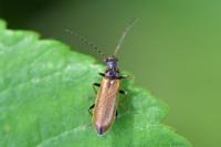 Rhagonycha nigriventris