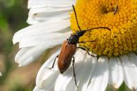 Leptura