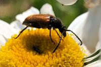 Leptura