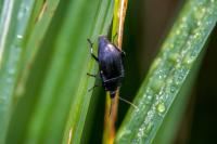 Phosphuga atrata