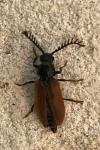 Drilus flavescens