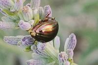 Chrysolina americana