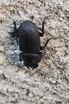 Dorcus parallelipipedus