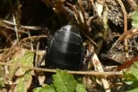 Ocypus olens