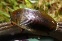 Dytiscus dimidiatus