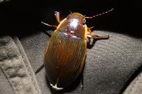 Dytiscus dimidiatus