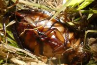 Dytiscus dimidiatus