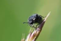 Cidnopus pilosus