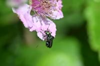 Oedemera nobilis
