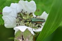 Oedemera nobilis