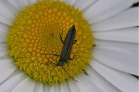 Oedemera