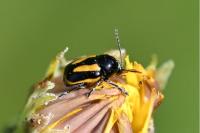 Cryptocephalus vittatus