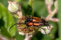 Stenurella melanura