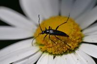 Rutpela nigra