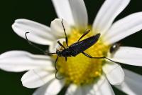 Rutpela nigra
