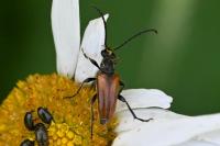 Pseudovadonia livida