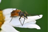 Pseudovadonia livida