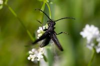 Stictoleptura scutellata