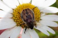 Anisoplia villosa