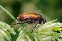 Phyllopertha horticola