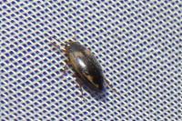 Hydroporus palustris