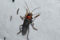 Cantharis rustica