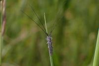 Calamobius filum