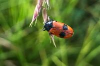 Clytra laeviuscula