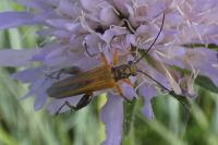 Oedemera podagrariae
