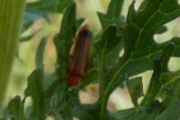 Rhagonycha fulva