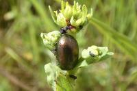 Chrysolina hyperici
