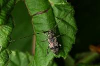 Leiopus