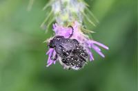 Oxythyrea funesta