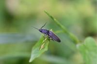 Hemicrepidius