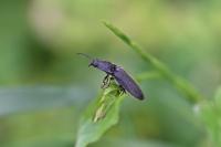 Hemicrepidius