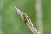 Oedemera podagrariae