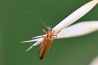 Oedemera podagrariae