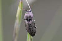 Agrypnus murinus