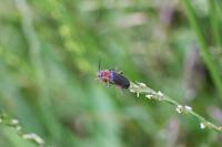 Cantharis rustica
