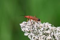 Rhagonycha fulva