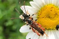 Stenopterus rufus