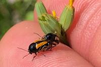 Cryptocephalus