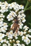 Stenopterus rufus