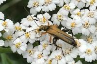 Oedemera podagrariae