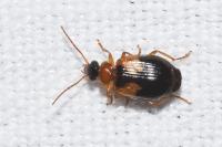 Lebia scapularis