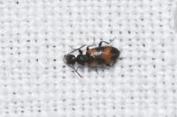 Anthicus antherinus