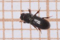 Pleurophorus caesus