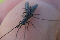 Calamobius filum