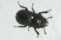 Dorcus parallelipipedus