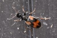 Anthicus antherinus